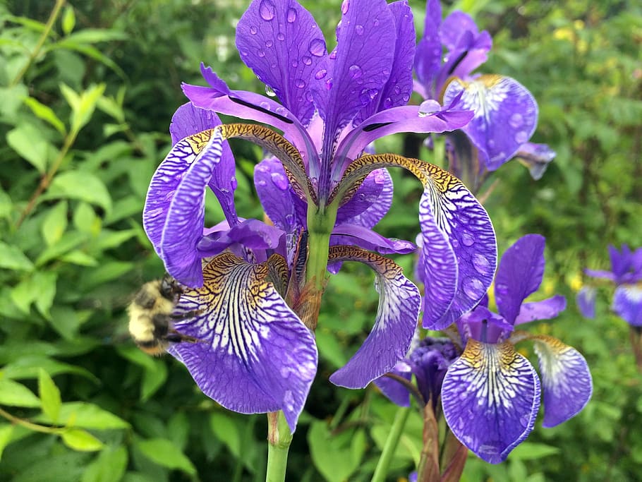 Flower, Iris, Nature, Spring, Floral, gardening, rain, leaf HD wallpaper