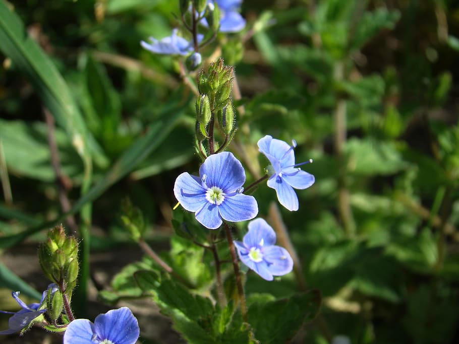 Veronica, Flower, Bed, Small, summer, cute, blue, nature, growth HD wallpaper