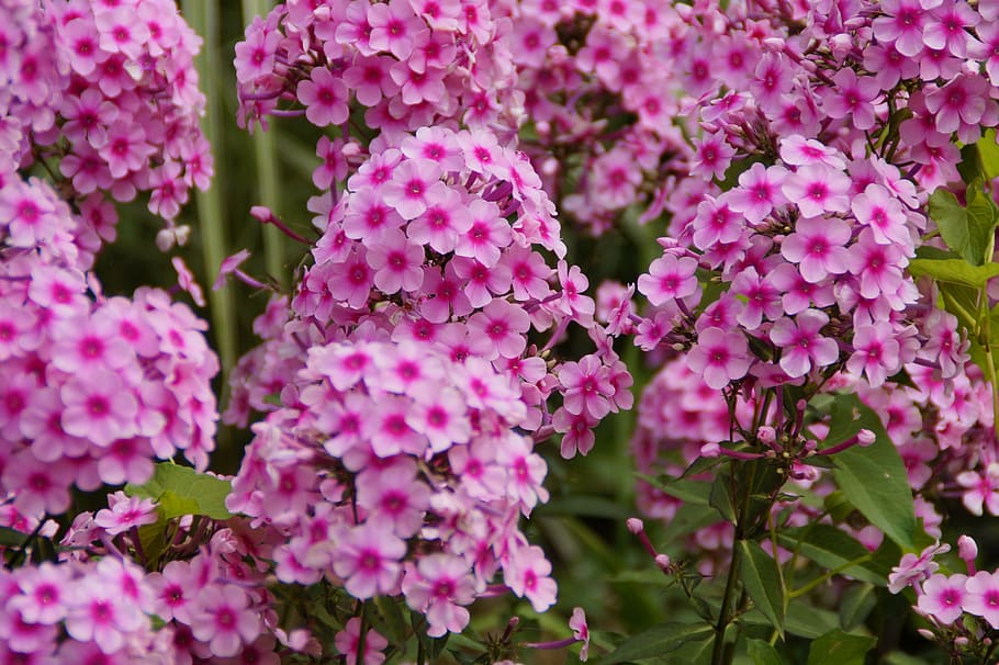 phlox, pink, beautiful, farbenpracht, flowers, flora, plant, HD wallpaper