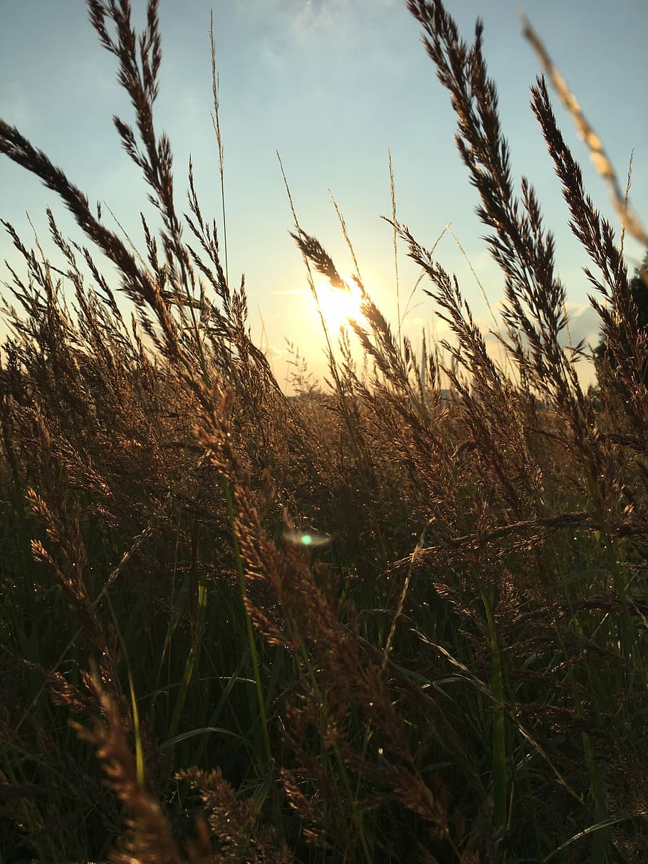 the sun, sky, clouds, west, nature, growth, plant, tranquility HD wallpaper