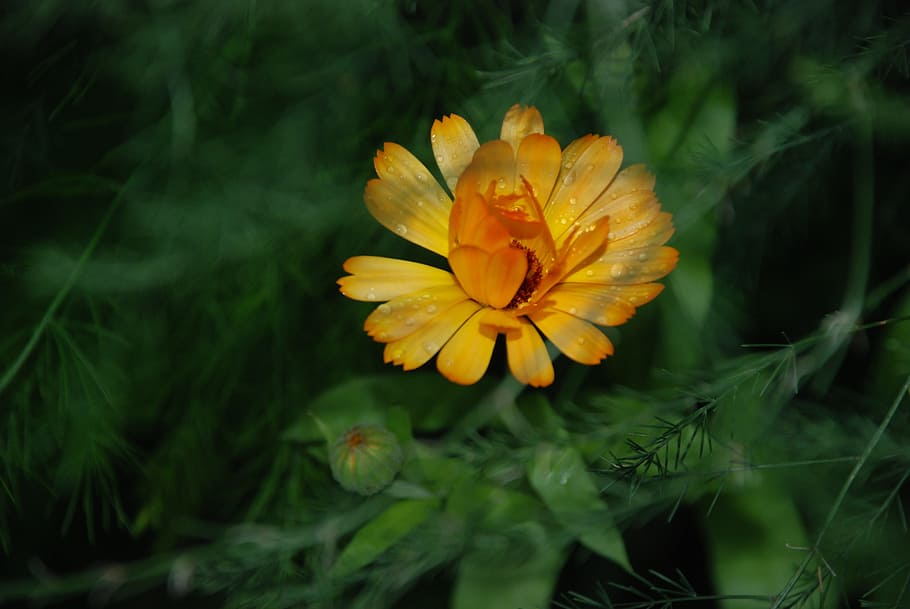 Flower, Yellow, Rose, Drops, Plant, nature, lilac, white, flowers HD wallpaper