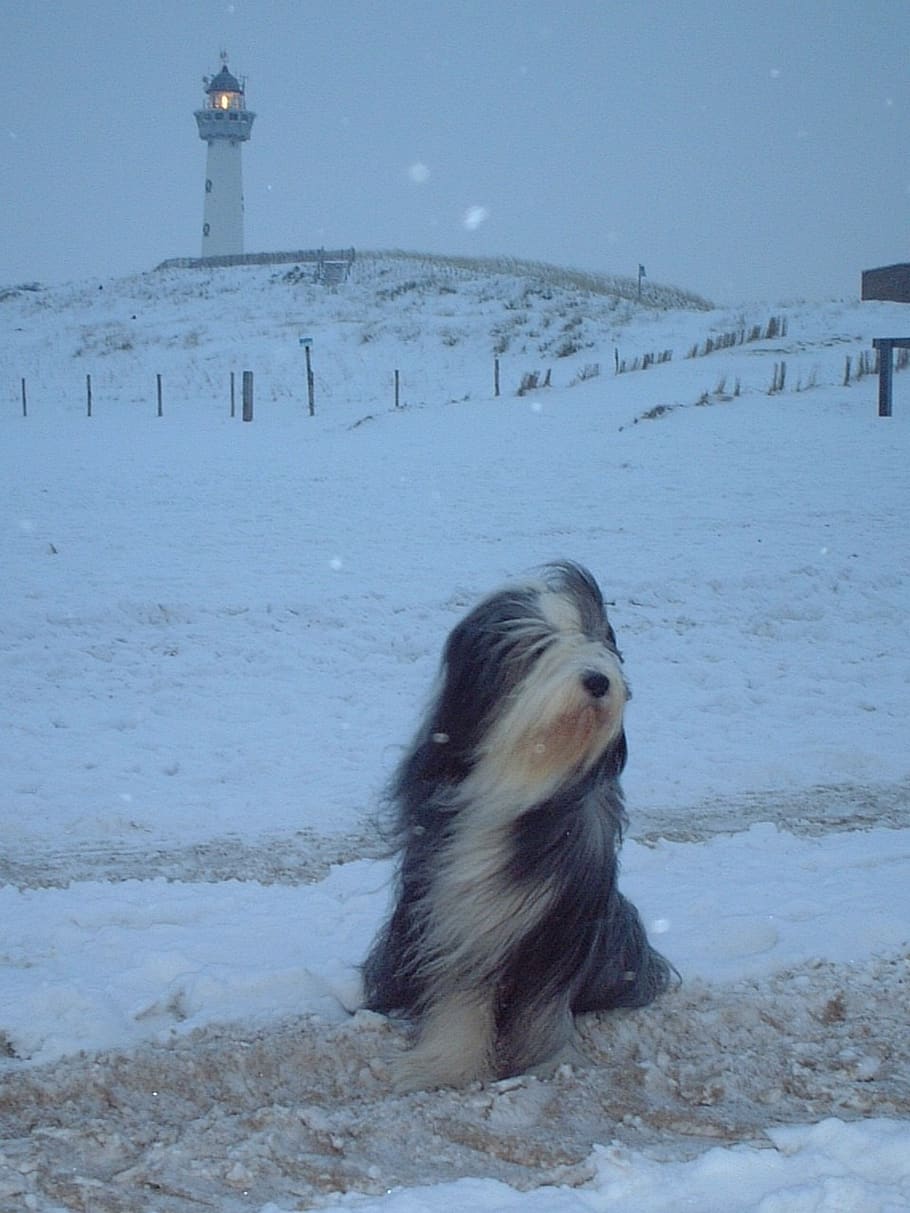 winter, snow, lighthouse, cold temperature, nature, one animal HD wallpaper
