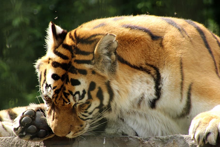 tiger, enclosure, predator, cat, zoo, paw, quiet, animal themes HD wallpaper