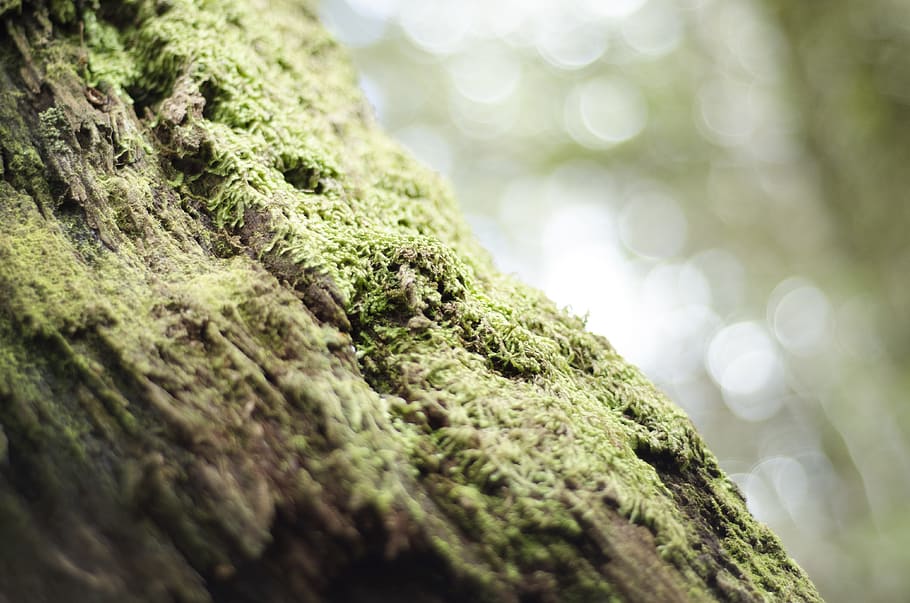 green moss on wood, shallow focus photography of green grass HD wallpaper
