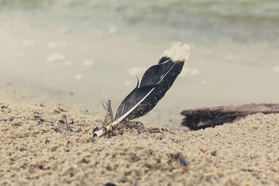 selective focus photography of black feather on sand, beach HD wallpaper