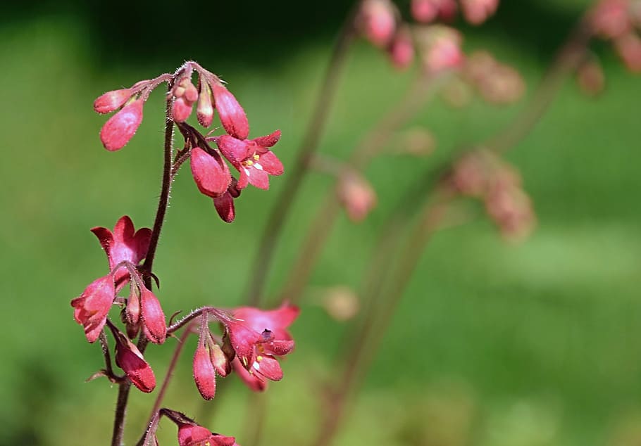 flower, red, spring, nature, plant, pink Color, beauty in nature HD wallpaper