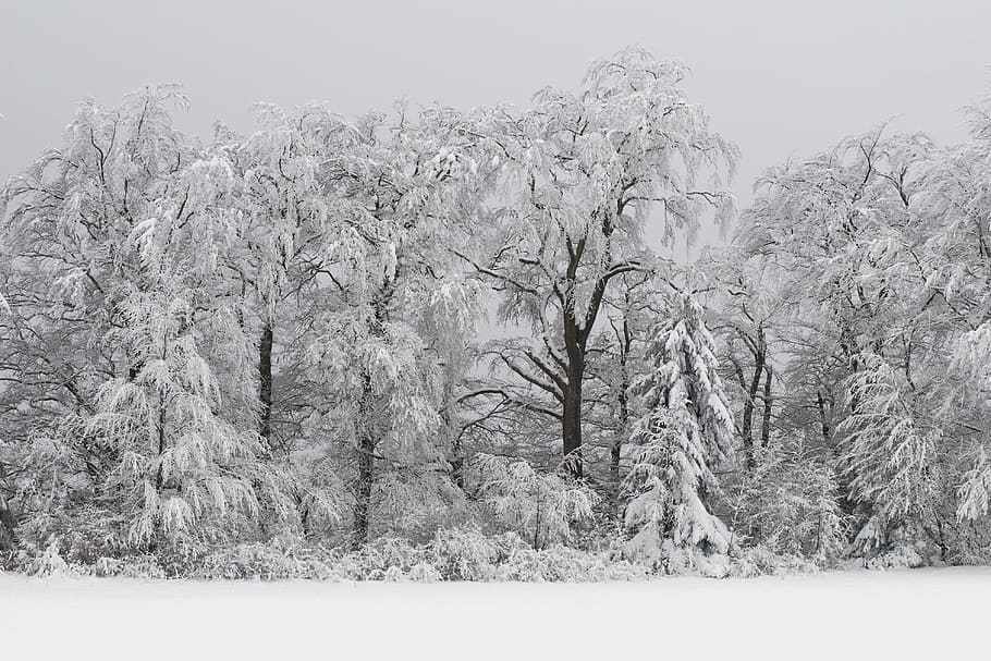 trees on snowfield, Forest, Wintry, Snowy, Winter Magic, nature HD wallpaper