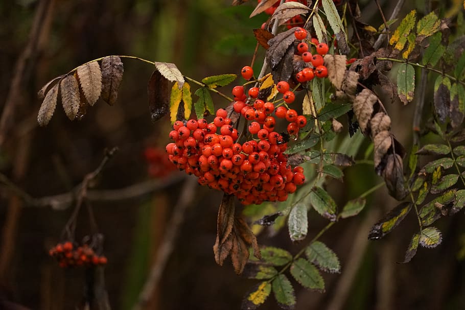 Berries, Tree, Close, Rowanberries, red, berry red, flower HD wallpaper
