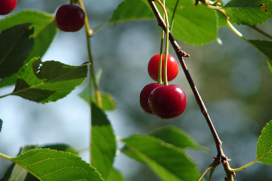 cherry, summer, closeup, fruit, leaf, nature, food, ripe, red HD wallpaper