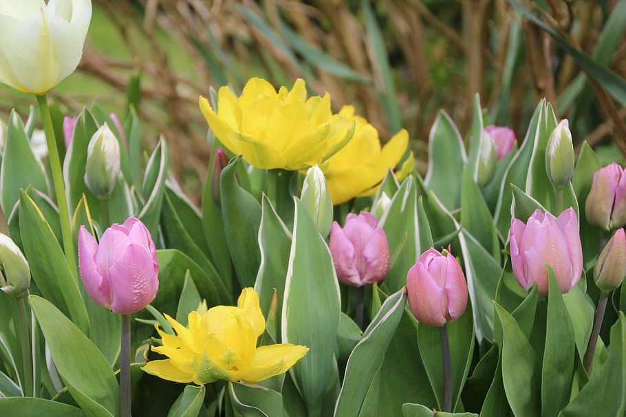 Pink and Yellow Twist Tulips