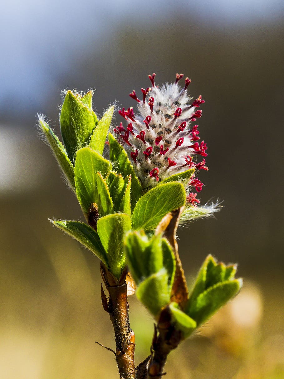vier, our, flower, plant, growth, beauty in nature, close-up HD wallpaper