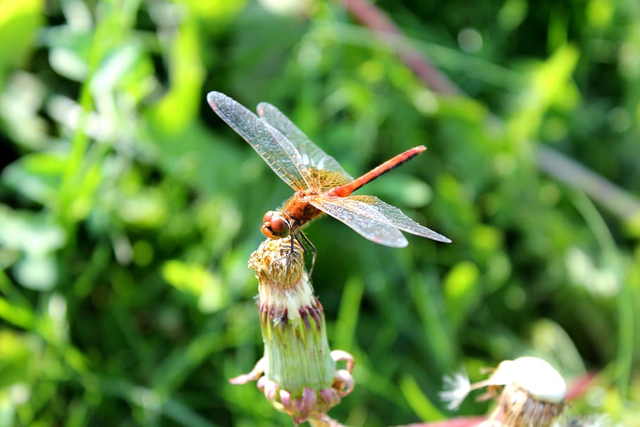 Dragonfly, Insects, Summer, nature, macro, close-up, plant HD wallpaper