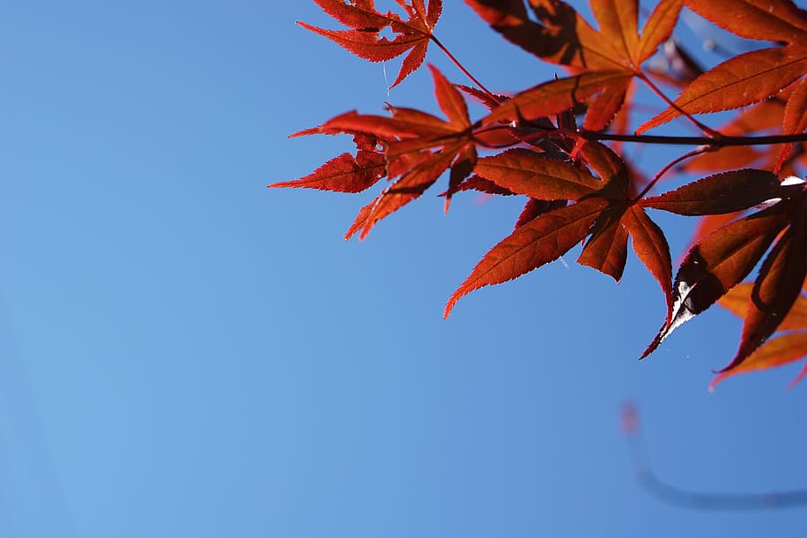 close up photo of dry leaf, cannabis plant close-up photo, tree HD wallpaper