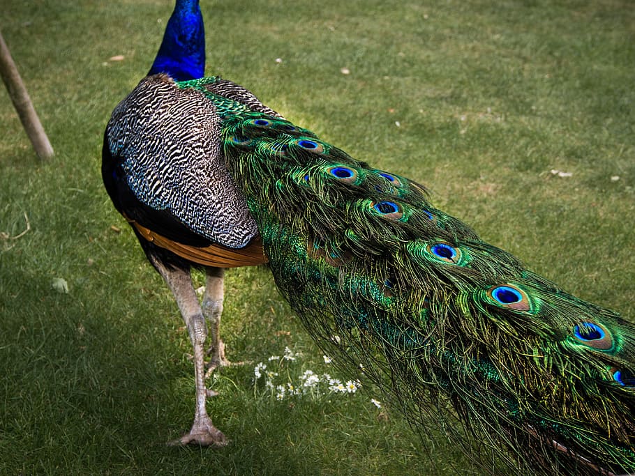 peacock, spring, halefjær, bird, green, grass, animal, animal themes HD wallpaper