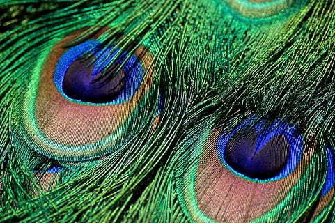 HD wallpaper: peacock, feather, plumage, colorful, iridescent, gorgeous,  courtship | Wallpaper Flare