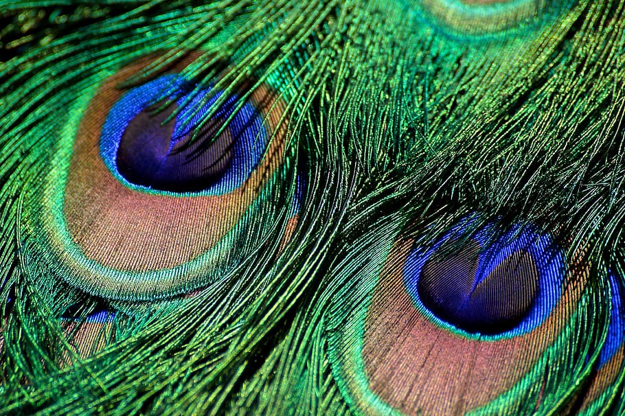 closeup photo of green, blue, and brown peacock feather, blue peacock