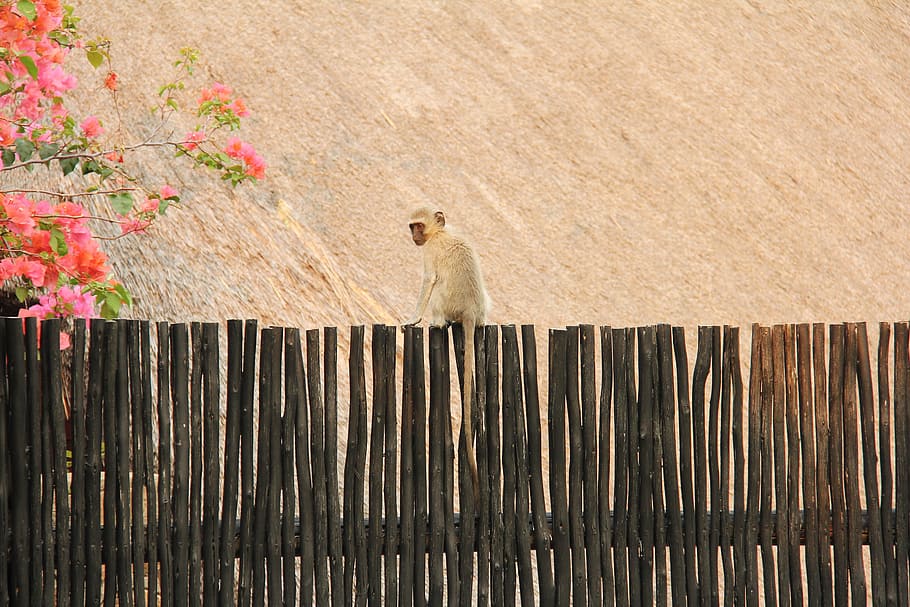 Monkey, Cute, Scenic, Beautiful, interesting, lodge, mabula HD wallpaper