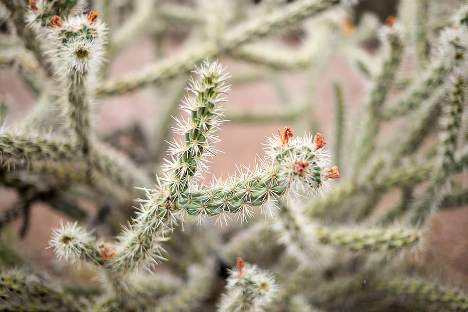 photo of green cactus plant during day time, shallow focus photography of green cactus HD wallpaper