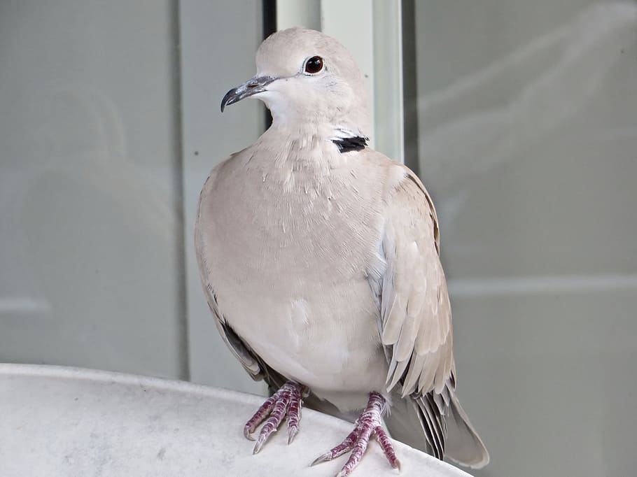 Birds, Australian, Brisbane, Suburban, unknown, dove-like, fawn while, HD wallpaper
