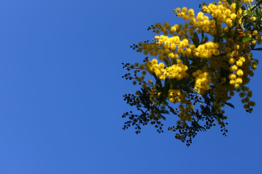 flower, sky, flowers, spring, nature, flowering, yellow, yellow flower HD wallpaper
