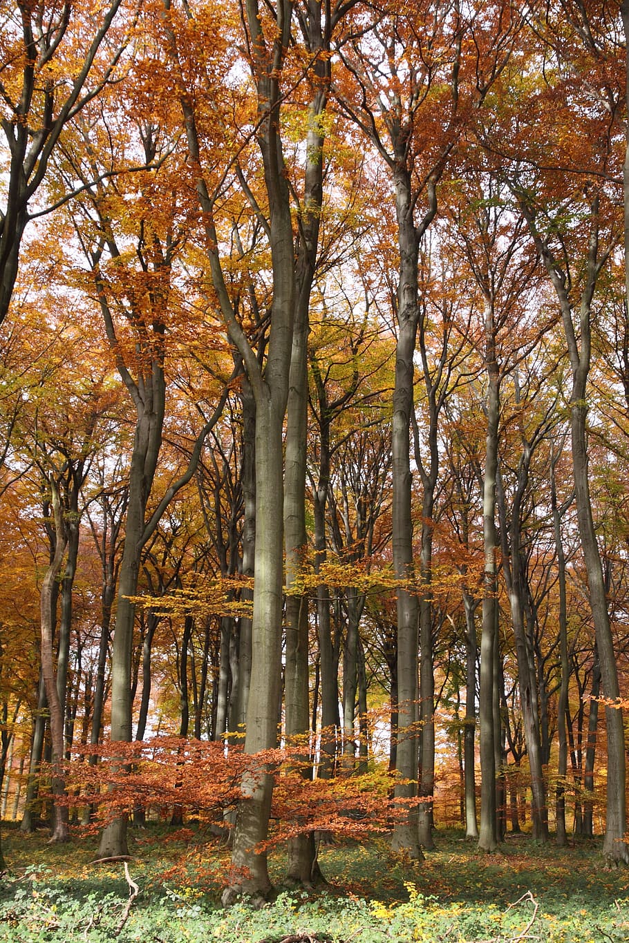 forest, autumn, foliage, trees, beech, high, plant, change HD wallpaper