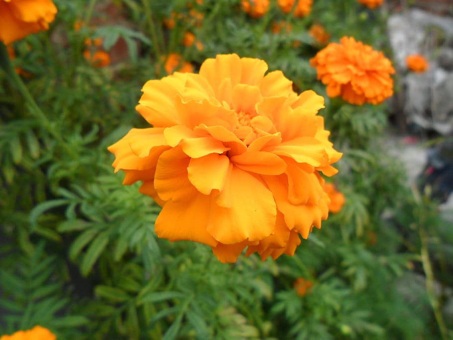flower, orange, summer, flowering plant, beauty in nature, petal HD wallpaper