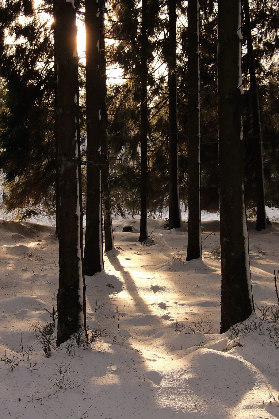 Forest, Snow, Winter, Winter, winter forest, snow landscape HD wallpaper