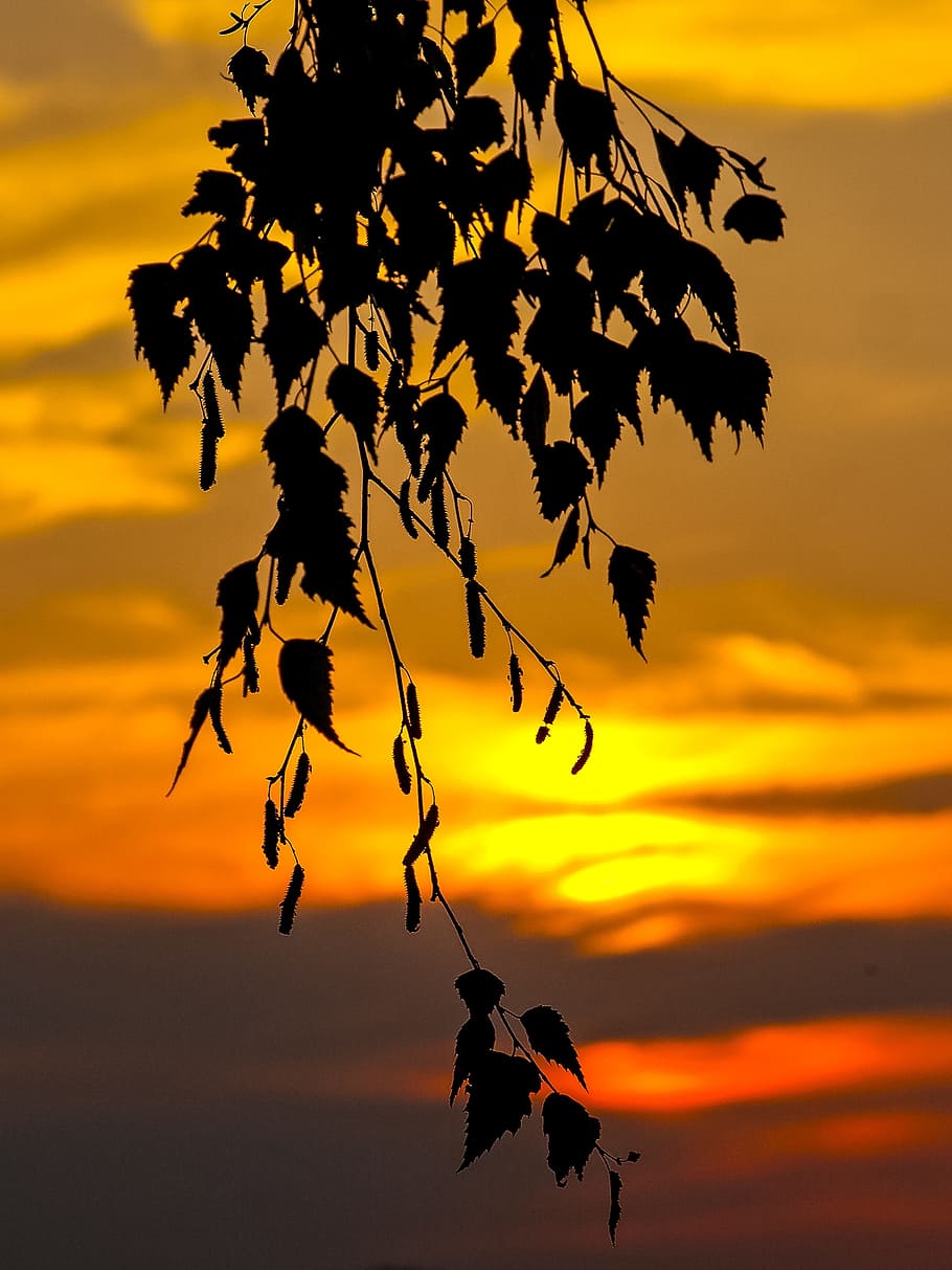 Leaf, Leaves, Birch, Tree, Nature, sunset, silhouette, sky HD wallpaper