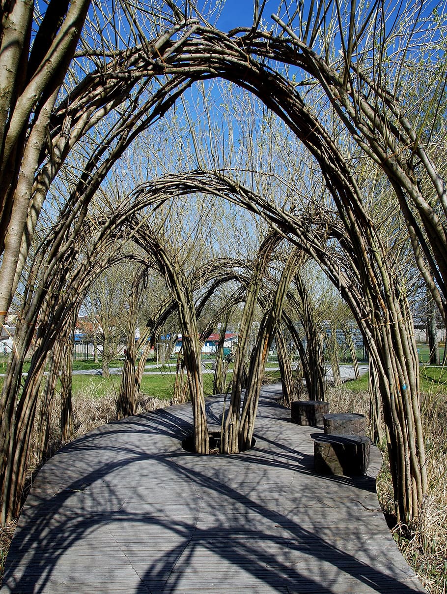 gate, willow, arcade, nature, tunnel, tree, sunlight, plant HD wallpaper