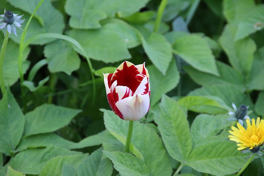 tulip, spring, blossom, bloom, flowers, leaf, flowering plant HD wallpaper