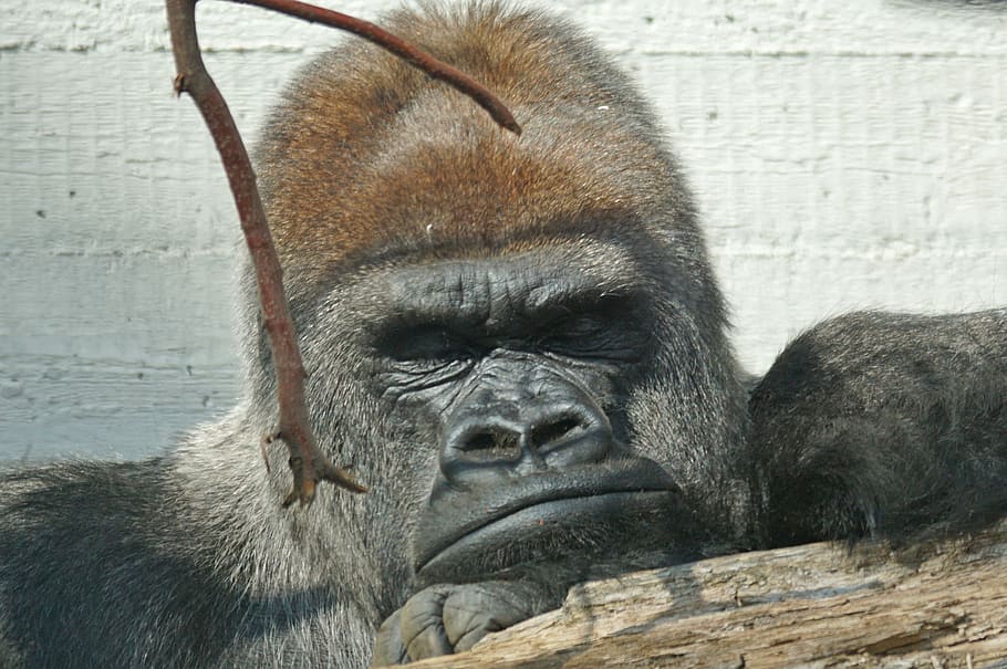 photo of black gorilla, silverback, grim, leader, primate, wildlife, HD wallpaper