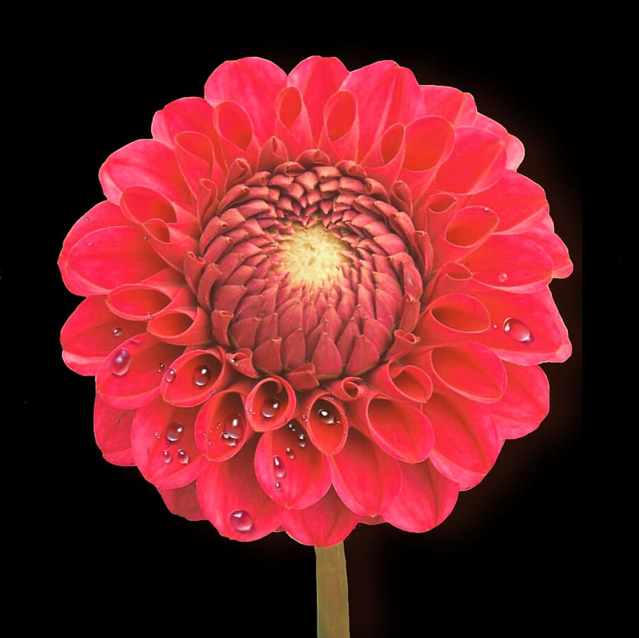 dahlia, red, drip, isolated, flower, flowering plant, petal HD wallpaper