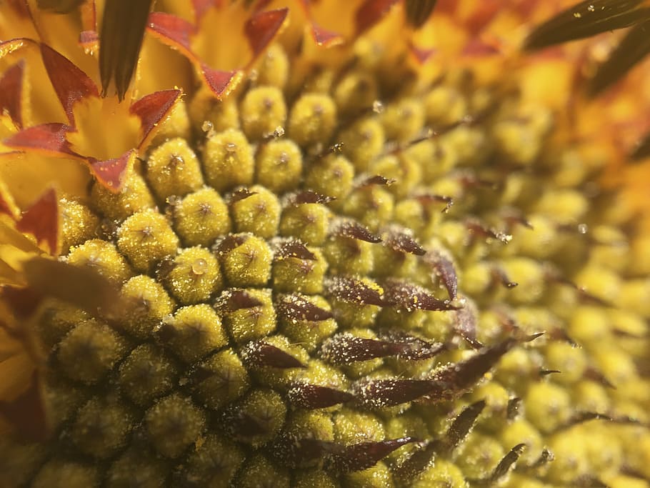 flower, macro, foreground, flowers, yellow flower, petal, nature HD wallpaper
