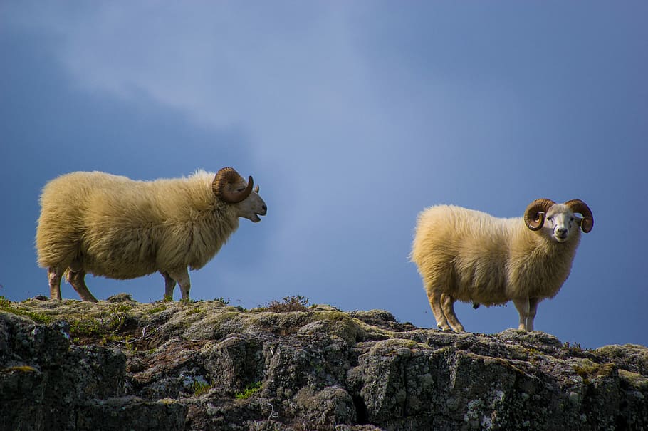 two mountain goats, two white ram standing on rocks, sheep, animal