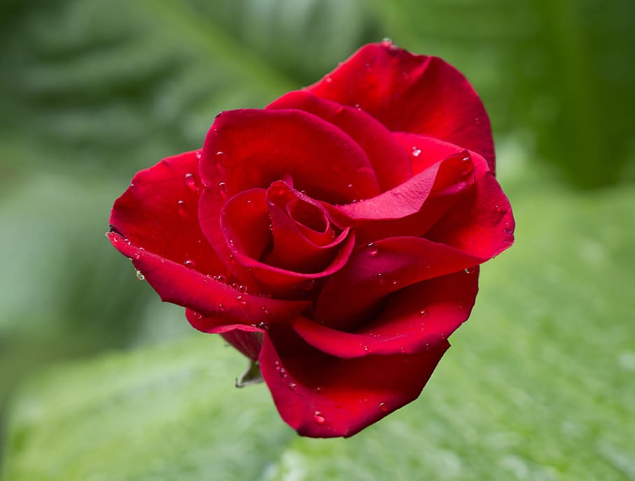 emotion, roses, red rose, budding, the water, flower, flowering plant HD wallpaper