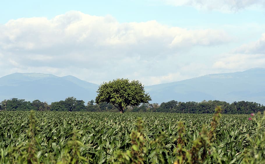 tree, corn, sky, vosges, nature, alsace, france, plant, growth HD wallpaper