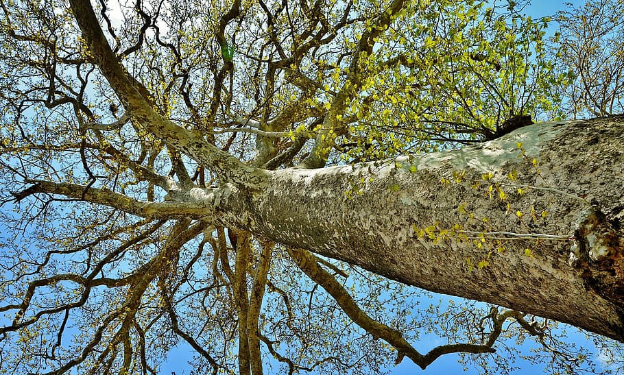 tree, landscape, nature, forest, park, green, sky, summer, sunlight HD wallpaper