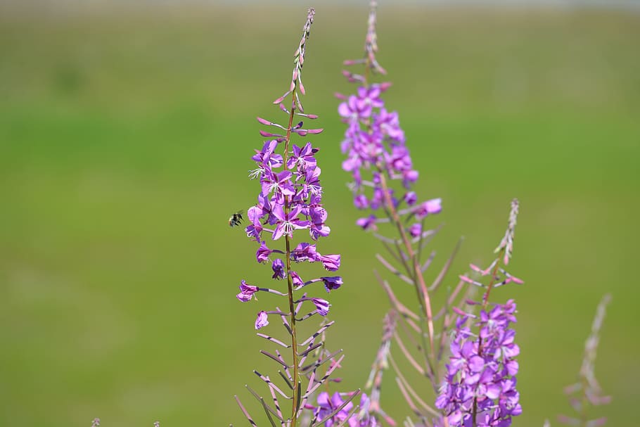 Fireweed, Bumble Bee, Nectar, flower, bloom, spring, pink, purple HD wallpaper