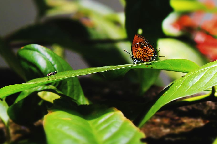 Fly, Nature, Insect, Forest, Butterfly, leaf, green color, close-up HD wallpaper