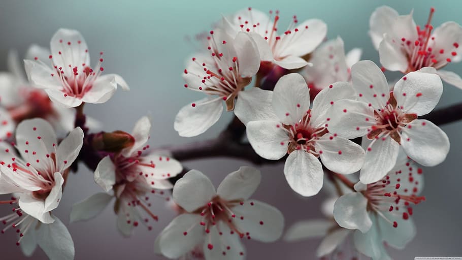 white petaled flowers, hd, photography, wallpapers, flowering plant HD wallpaper