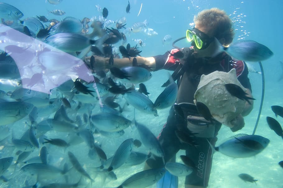 man underwater surrounded with school of fish, Animals, Aqua HD wallpaper