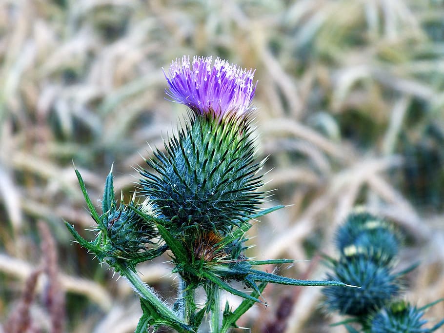 Thistle, Blossom, Bloom, Close, Wayside, thistle flower, nature HD wallpaper