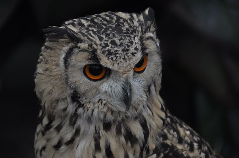 bird, owl, creatures, animal themes, one animal, animal wildlife HD wallpaper