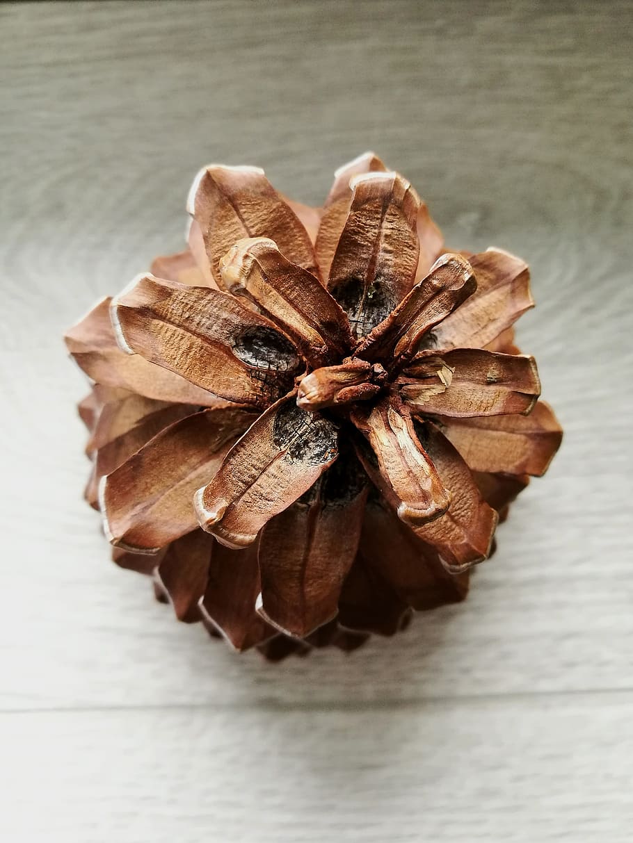 pine cone, macro, round, nature, closeup, spain, tenerife, close-up HD wallpaper