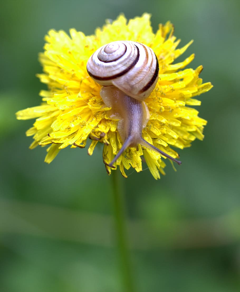 Snails, Dandelion, Yellow, Shell, Horns, flower, one animal HD wallpaper