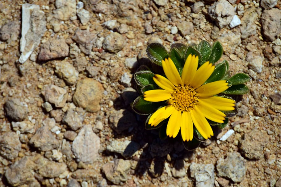 yellow Calendula flower surrounded by rocks, small, small flower HD wallpaper