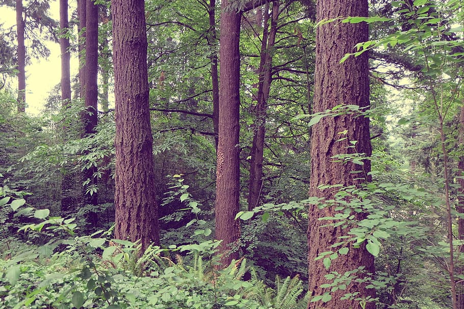 forest, trees, trunks, bark, vegetation, vibrant, lush, nature HD wallpaper