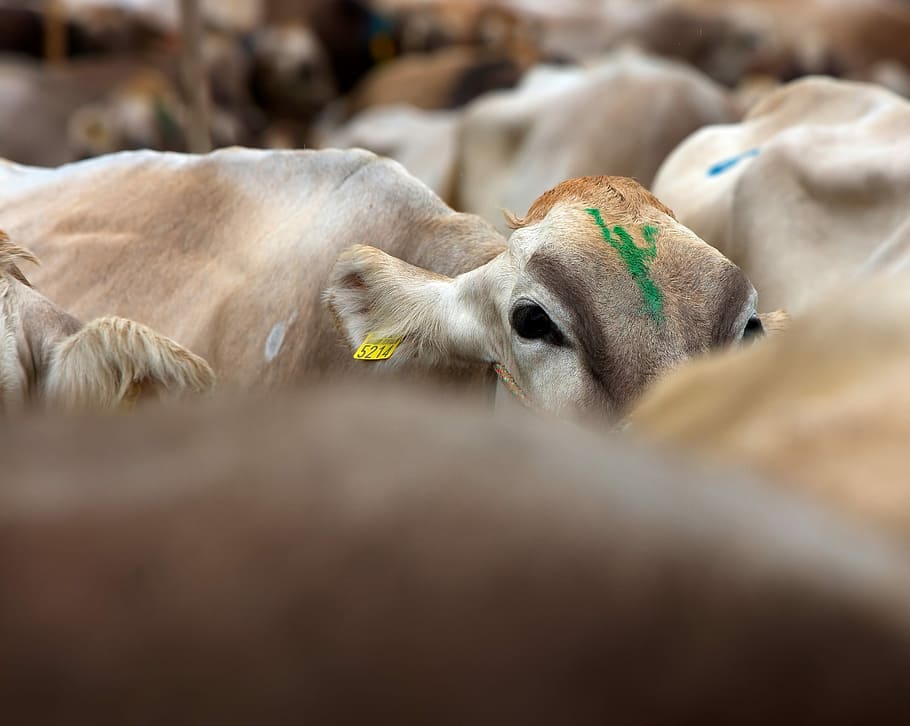 close-up photography of cow, herd of brown cow, cattle, animal HD wallpaper