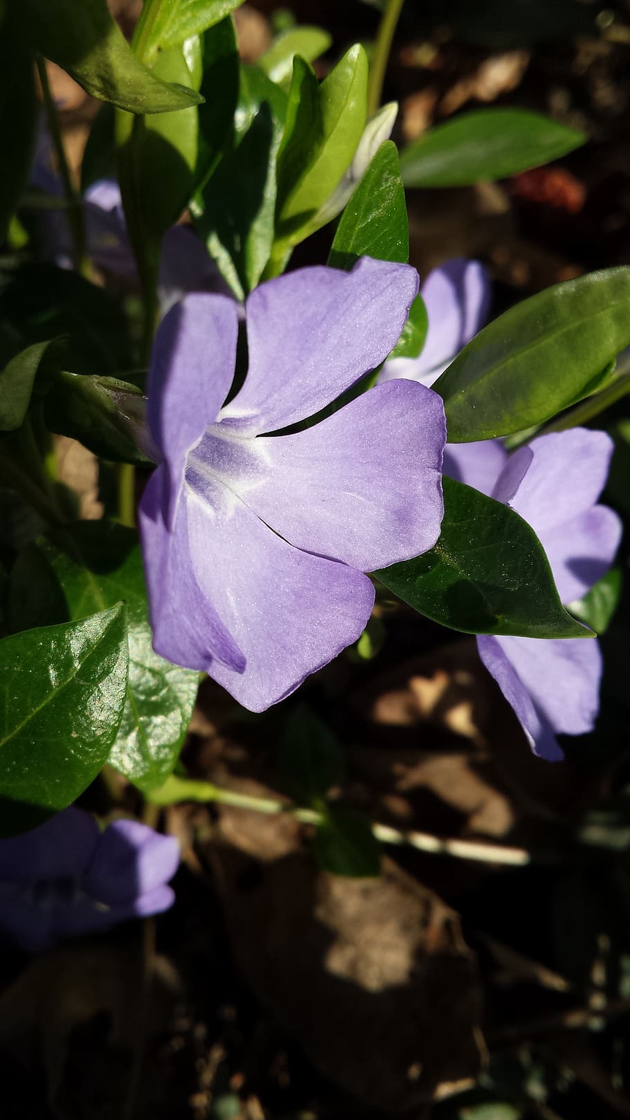 flower, green, spring, plant, growth, beauty in nature, flowering plant HD wallpaper