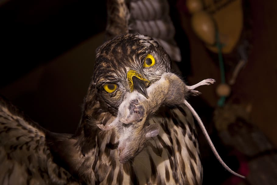 Owl, Mouse, owl mouse, bird, animal wildlife, one animal, animals in the wild HD wallpaper